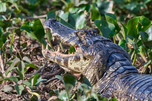Spectacled caiman (Caiman crocodilus yacare) with flies and leeches,Pantanal,Mato Grosso,Brazil