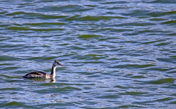 Great Crested Grebe Podiceps cristatus in the nature reserve Wagbachniederung