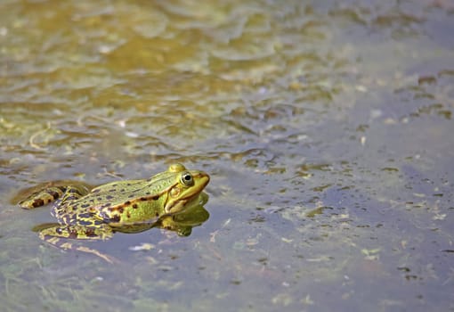 Telephoto pond frog Pelophylax esculentus