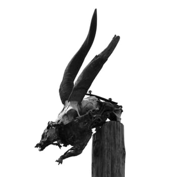 Antelope skull with horns on wooden pole. Black and white.