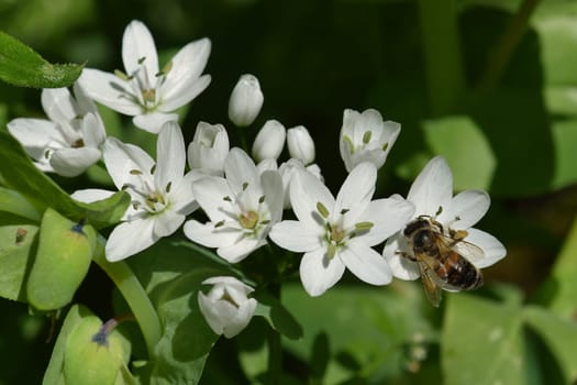 Bee on white flower spring nature detail.