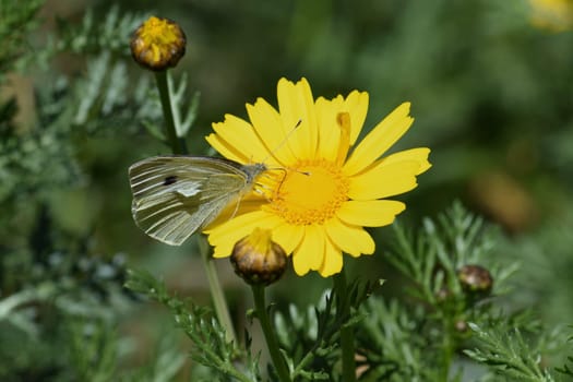 White butterfly on yellow flower. Springtime nature macro.
