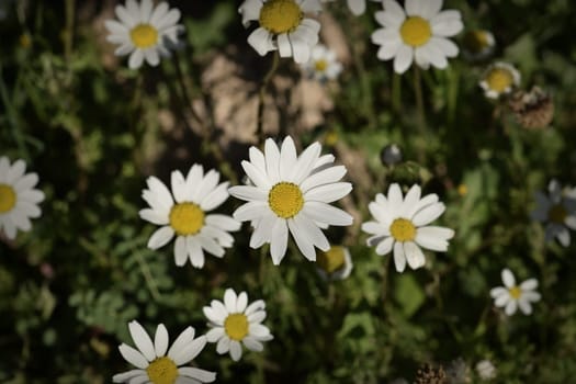 Daisy flowers closeup abstract spring nature background.