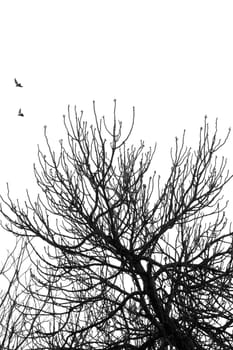 Fig tree branches and flying birds. Black and white.