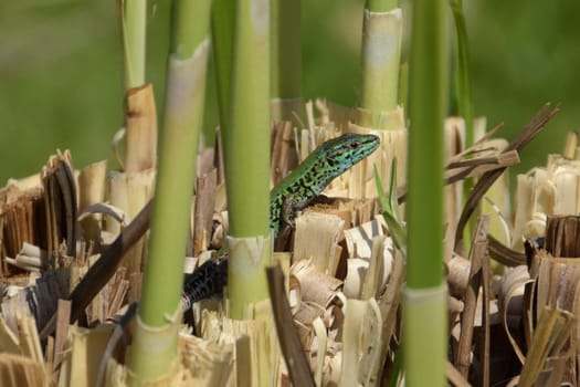 Small green lizard reptile enjoying the sunshine on marshes plant roots.