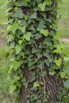Green ivy plant creeping on tree trunk. Nature background.