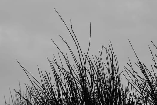Plant branches silhouette and gray overcast sky background. Black and white.