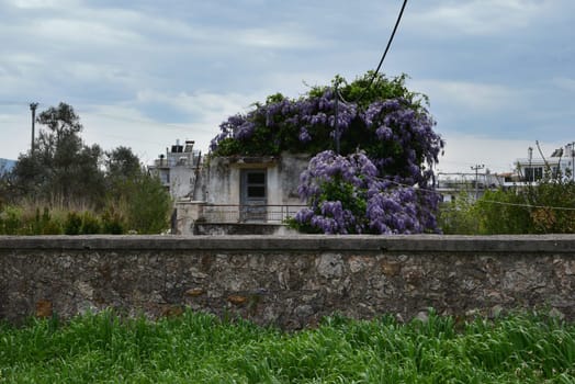 Plant with purple flowers growing on abandoned house. Stone wall and green grass under april sky.