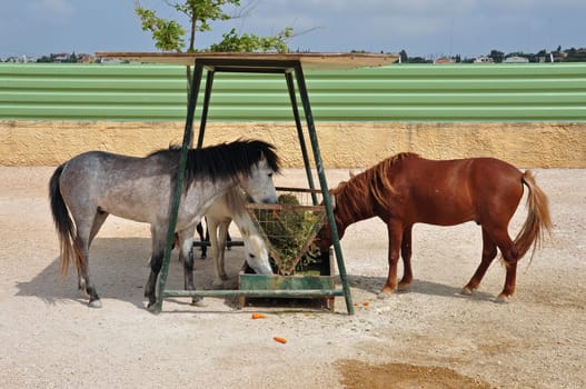 Skyros wild pony horses eating from hay feeder.