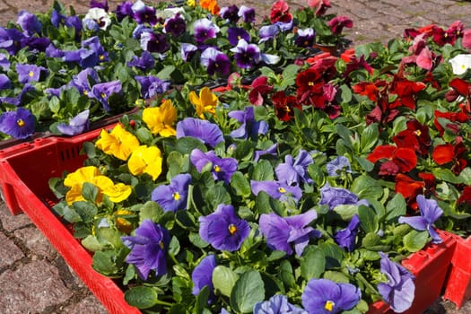 sale of flower pots with ornamental spring flowers on the outdoor farmers market