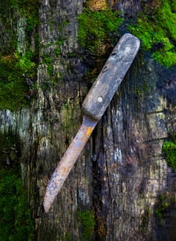 Old rusty knife on a wooden board covered with moss. Close up