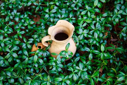Old broken ceramic jug in green leaves. Close up