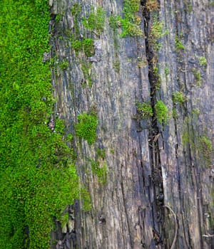 Old wooden Board covered with moss. Close up