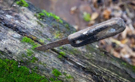Old rusty knife on a wooden board covered with moss. Close up