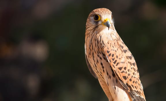Female Lesser kestrel perched. Falco naumanni