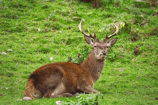 Deer Rest on the Slope of a Hill