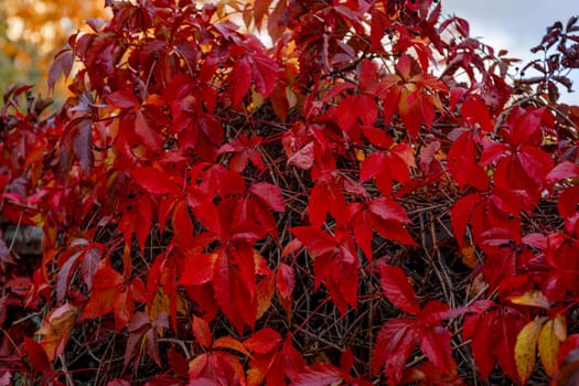 Red autumn ivy leaves, selective focus