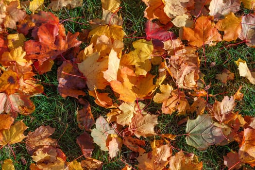 Background of their yellow maple leaves pouring on a green lawn
