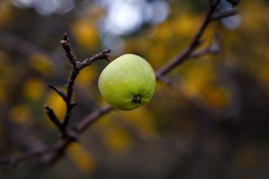 Lonely green wild apple on a bare branch on the background of a blurry moody autumn landscape