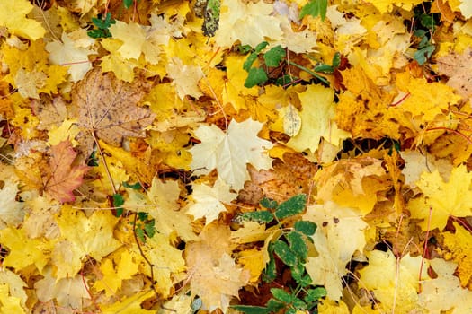 Fallen yellow leaves of maple on the grass in the park in autumn