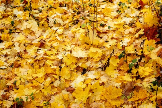 Fallen yellow leaves of maple on the grass in the park in autumn
