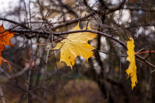 Maple yellow leaves stuck between bare branches