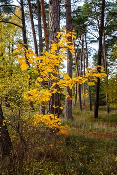 Maple tree with yellowed leaves on a background of pine forest