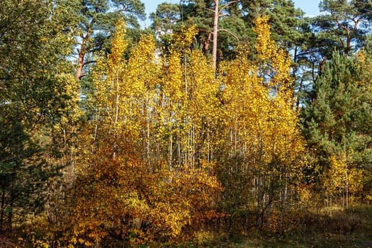 Trees with yellowed leaves growing in an islet in a pine forest