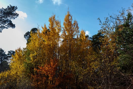 Trees with yellowed leaves growing in an islet in a pine forest