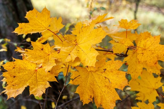 Yellow maple leaves on a branch in the autumn park