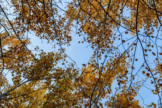 Autumn concept, birch forest. Beautiful natural bottom view of the trunks and tops of birches with golden bright autumn foliage against a blue sky
