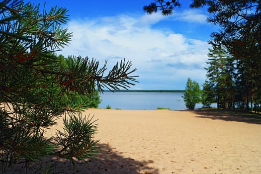 pine branch with green needles summer landscape