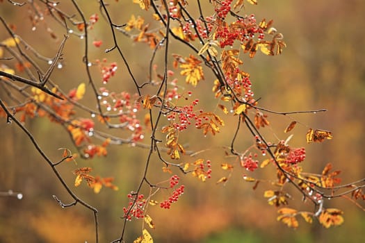 raindrops on red rowan berries, autumn rainy weather