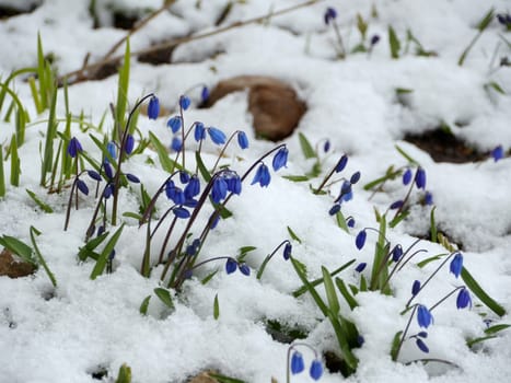 Scilla blue flowers under the snow in spring, close-up