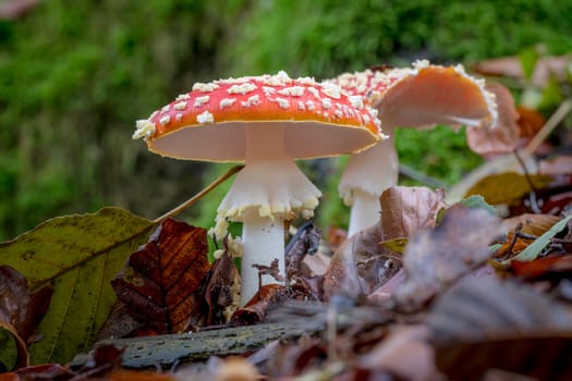 Two big fly agaric on the forest floor with autumnal foliage