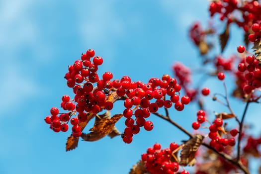 Red berries of hawthorn on branches with dry leaves against a blue sky