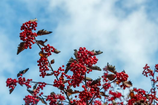 Red berries of hawthorn on branches with dry leaves against a blue sky