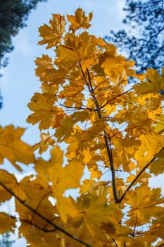 Branches with yellow fading leaves against the blue sky. Autumn background