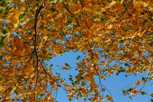 Branches with yellow fading leaves against the blue sky. Autumn background