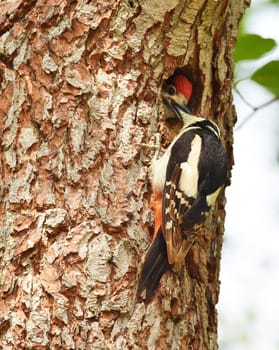Great spotted woodpecker has offspring