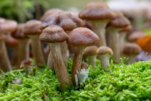 Various toadstools of different sizes grow in dense green moss on an old tree trunk
