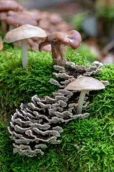 Various toadstools of different sizes grow in dense green moss on an old tree trunk