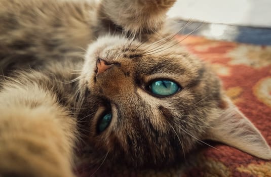 Close up self portrait of funny little kitten, beautiful blue eyes, playing with camera, paws outstretched. Adorable striped cat laying down on carpet making a cute selfie.