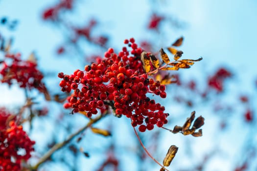 A bunch of rowan berries on a branch with dry leaves against a blue sky