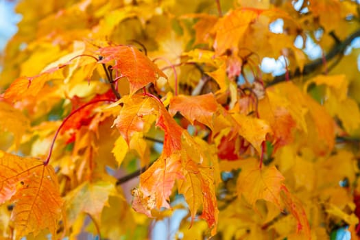 Autumn maple leaves on a branch of bright red-yellow color against the sky