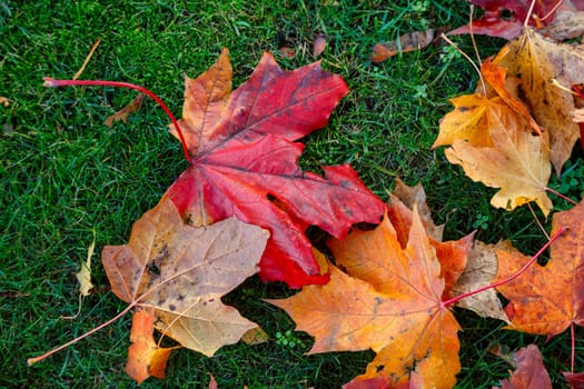 fragment of brown boots standing on the fallen yellow leaves of the lawn. Season change concept, autumn wilting