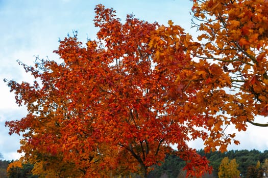 Crown of a tree with colorful autumn leaves on a city street against a blue sky