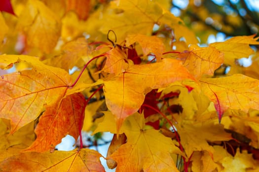 Autumn maple leaves on a branch of bright red-yellow color against the sky