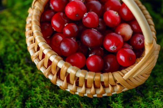 Cranberry berries in a small basket on a background of natural moss