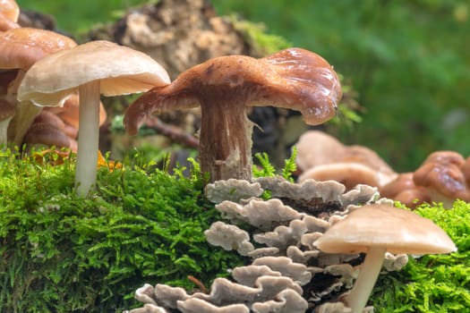 Various toadstools of different sizes grow in dense green moss on an old tree trunk